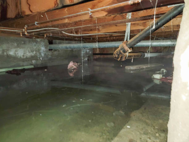 Best Water damage cleanup near me  in Oglesby, IL