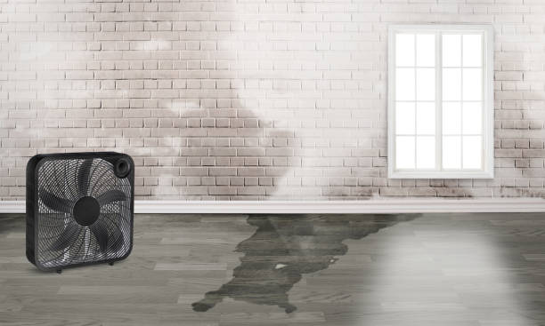 Best 24/7 water damage repair  in Oglesby, IL